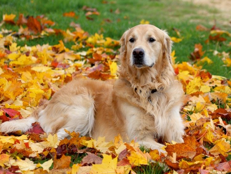 Produktbild: CALVENDO Puzzle Golden Retriever | 1000 Teile Lege-Gr&ouml;&szlig;e 64x48cm Foto-Puzzle f&uuml;r gl&uuml;ckliche Stunden