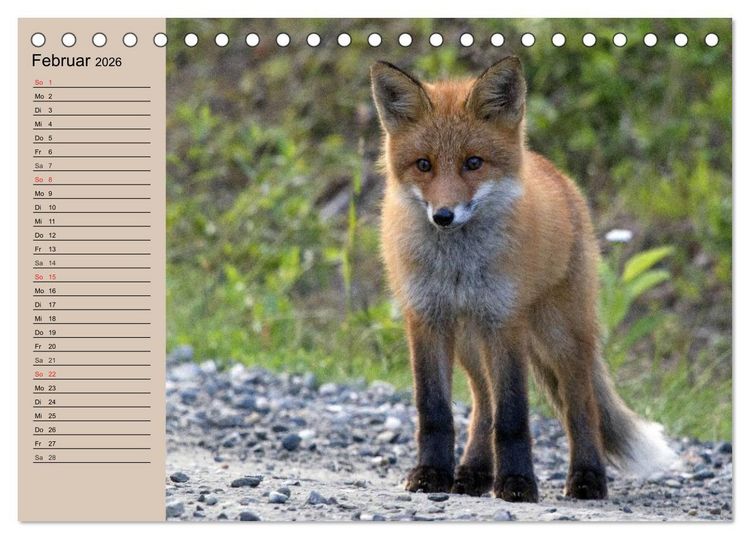 Produktbild: Der Fuchs. Bezaubernder Geselle (Tischkalender 2026 DIN A5 quer), CALVENDO Monatskalender