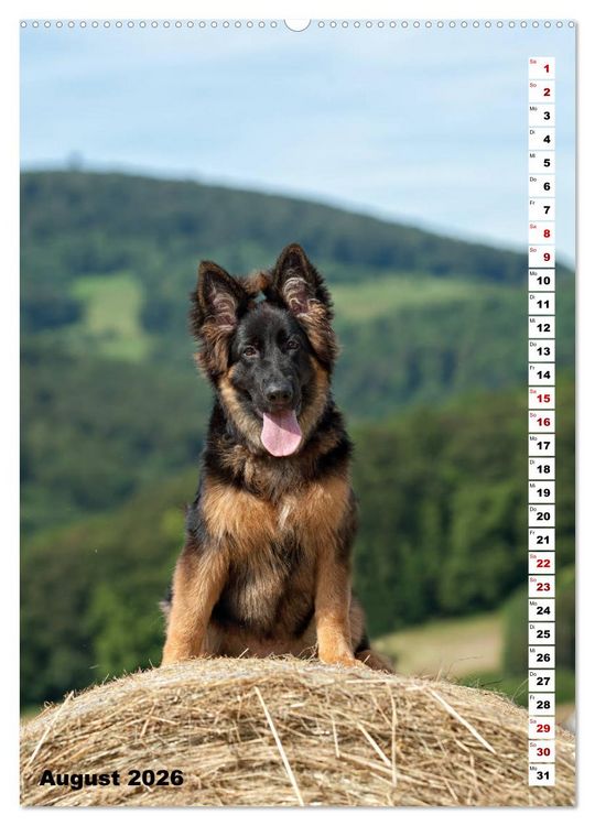 Produktbild: Sch&auml;ferhunde Langstockhaar zum verlieben (hochwertiger Premium Wandkalender 2026 DIN A2 hoch), Kunstdruck in Hochglanz