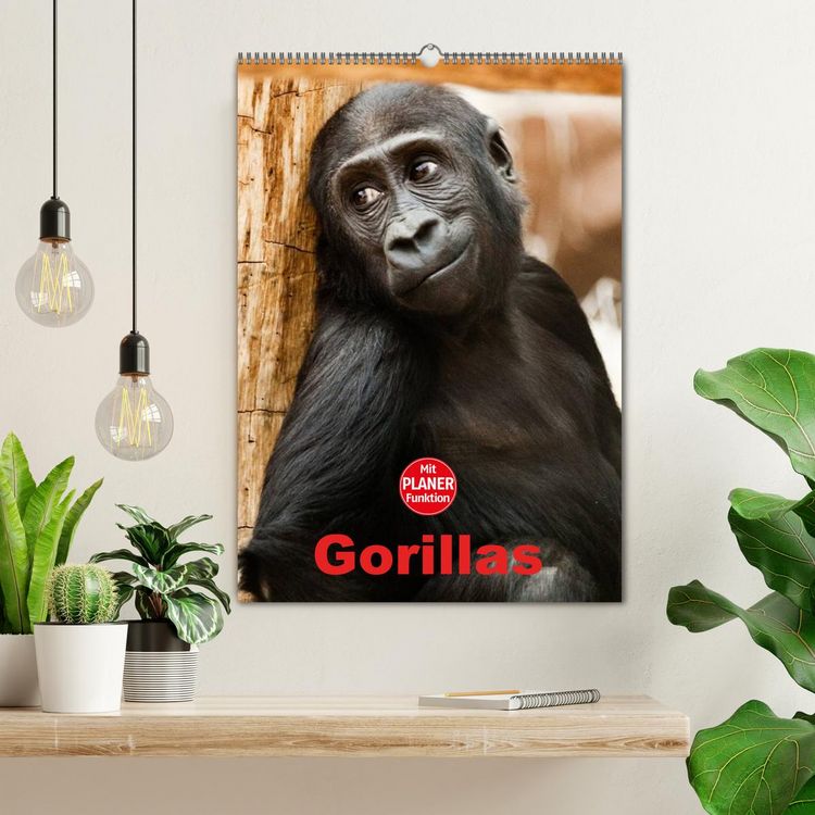 Produktbild: Gorillas (Wandkalender 2026 DIN A2 hoch), CALVENDO Monatskalender