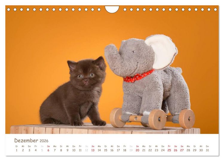 Produktbild: Die Britisch Kurzhaar (Wandkalender 2026 DIN A4 quer), CALVENDO Monatskalender