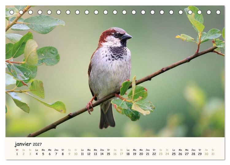 Produktbild: Les voisins du jardin - Une ann&eacute;e de rencontres (Calendrier de bureau 2027 DIN A5 vertical), CALVENDO calendrier mensuel