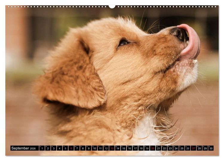 Produktbild: Nova Scotia Duck Tolling Retriever (Wandkalender 2026 DIN A2 quer), CALVENDO Monatskalender