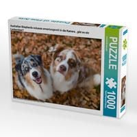Produktbild: CALVENDO Puzzle Australian Shepherds schauen erwartungsvoll in die Kamera , gibt es ein Leckerchen? 1000 Teile Lege-Gr&ouml;&szlig;e 64 x 48 cm Foto-Puzzle Bild von Annett Mirsberger