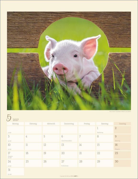 Produktbild: Schweinchen Kalender 2027