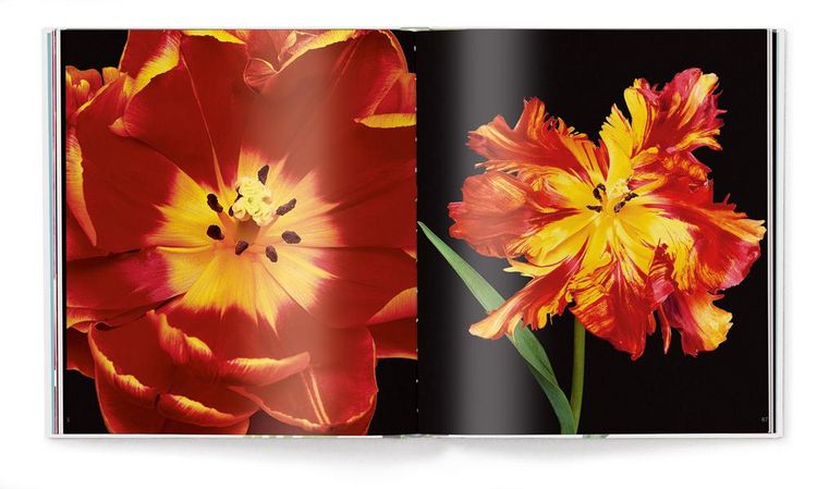 Produktbild: Tulpen