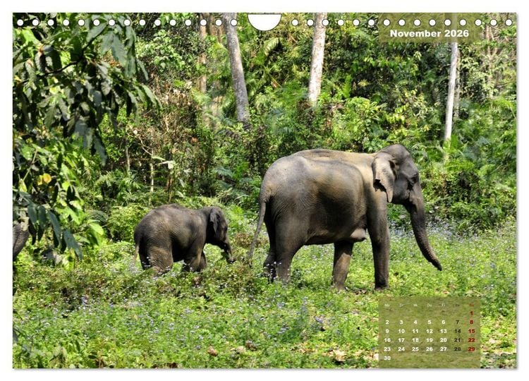 Produktbild: Wilde Tiere Indiens (Wandkalender 2026 DIN A4 quer), CALVENDO Monatskalender