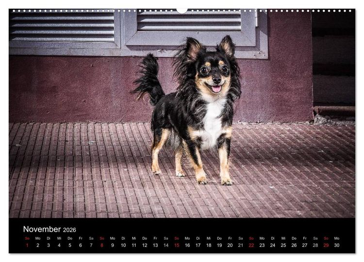 Produktbild: Chihuahuas - Cool and Cute (Wandkalender 2026 DIN A2 quer), CALVENDO Monatskalender
