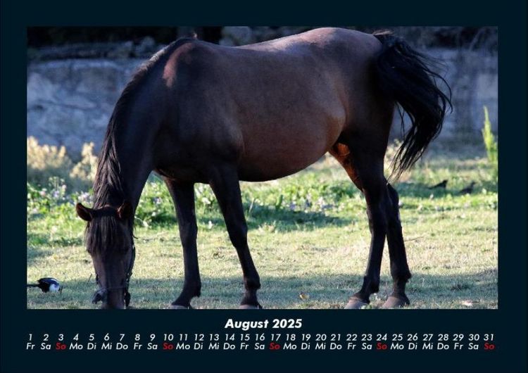 Produktbild: Pferdegefl&uuml;ster 2025 Fotokalender DIN A4