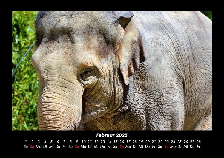 Produktbild: Der Elefantenkalender 2025 Fotokalender DIN A3