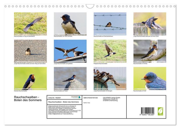 Produktbild: Rauchschwalben - Boten des Sommers (Wandkalender 2026 DIN A3 quer), CALVENDO Monatskalender