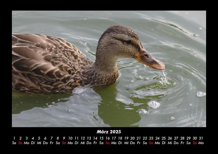 Produktbild: Enten 2025 Fotokalender DIN A3