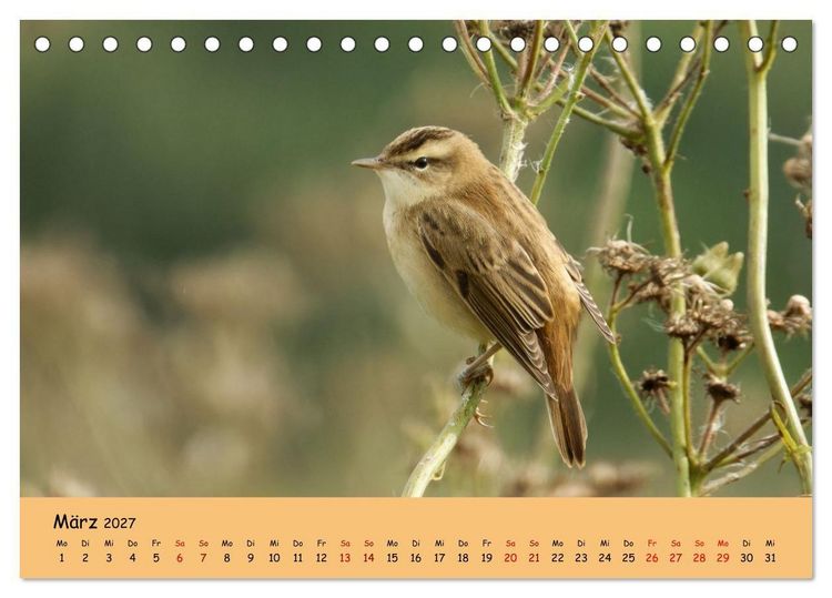 Produktbild: Faszination Zugv&ouml;gel - Rekorde in der Vogelwelt (Tischkalender 2027 DIN A5 quer), CALVENDO Monatskalender