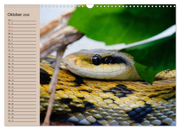 Produktbild: Schlangen (Wandkalender 2026 DIN A3 quer), CALVENDO Monatskalender