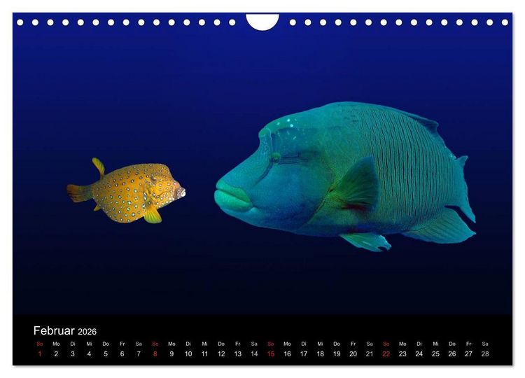 Produktbild: Tr&auml;ume unter Wasser (Wandkalender 2026 DIN A4 quer), CALVENDO Monatskalender