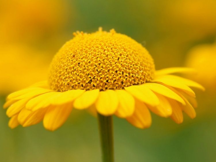Produktbild: CALVENDO Puzzle Gelbe Sommerblume | 1000 Teile Lege-Gr&ouml;&szlig;e 64x48cm Foto-Puzzle f&uuml;r gl&uuml;ckliche Stunden