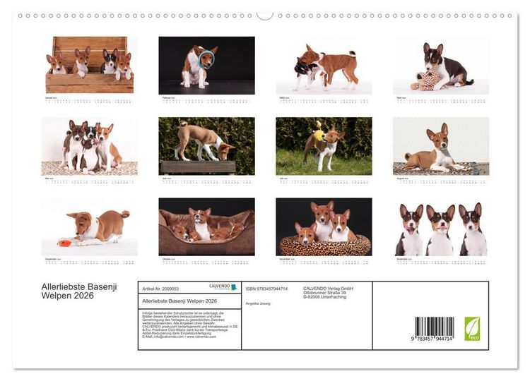 Produktbild: Allerliebste Basenji Welpen 2026 (hochwertiger Premium Wandkalender 2026 DIN A2 quer), Kunstdruck in Hochglanz