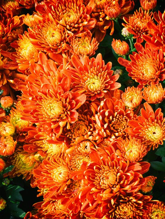 Produktbild: CALVENDO Puzzle Fellbacher-Wein Chrysanthemen | 1000 Teile Lege-Gr&ouml;&szlig;e 64x48cm Foto-Puzzle f&uuml;r gl&uuml;ckliche Stunden