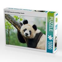 Produktbild: CALVENDO Puzzle Ein Motiv aus dem Kalender Der Gro&szlig;e Panda Ein kuscheliger Geselle | 1000 Teile Lege-Gr&ouml;&szlig;e 64x48cm Foto-Puzzle f&uuml;r gl&uuml;ckliche Stunden