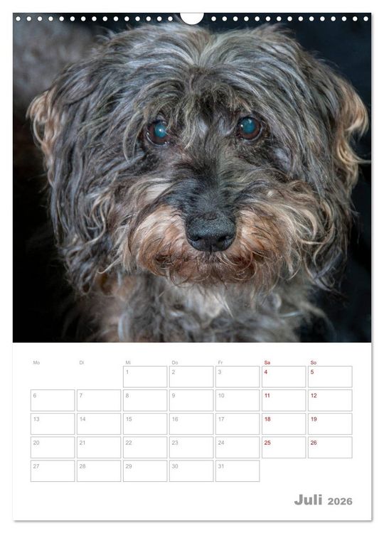 Produktbild: Dackelportraits (Wandkalender 2026 DIN A3 hoch), CALVENDO Monatskalender