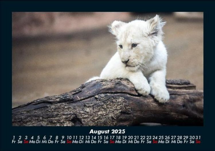 Produktbild: L&ouml;wen in der Wildnis 2025 Fotokalender DIN A5