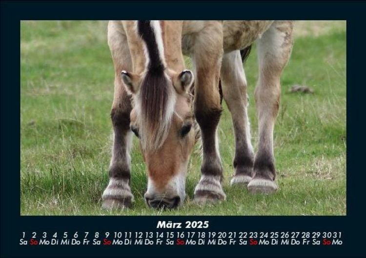Produktbild: Pferde Kalender 2025 Fotokalender DIN A5
