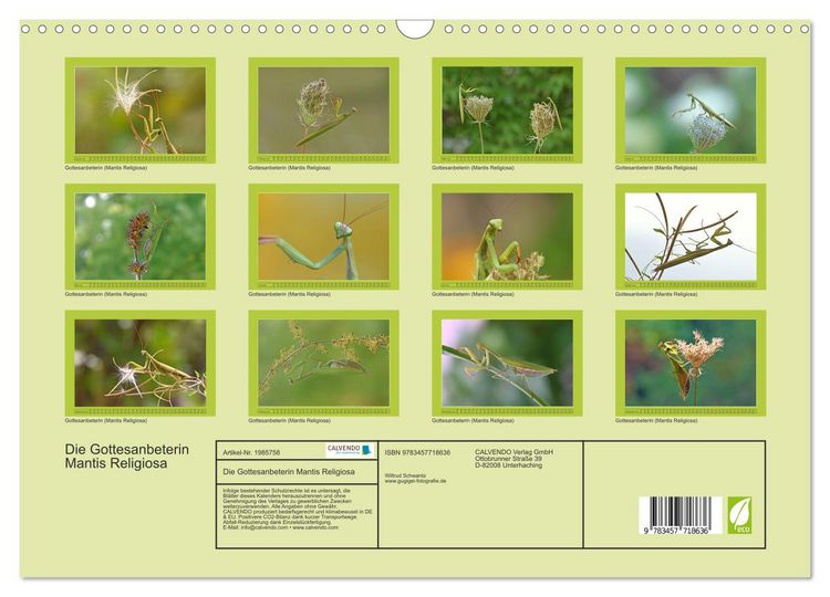 Produktbild: Die Gottesanbeterin Mantis Religiosa (Wandkalender 2026 DIN A3 quer), CALVENDO Monatskalender