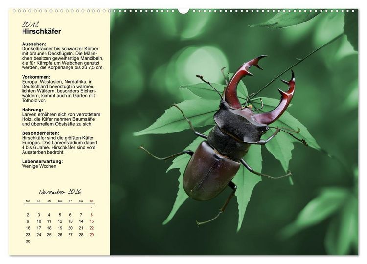 Produktbild: Insekt des Jahres (Wandkalender 2026 DIN A2 quer), CALVENDO Monatskalender