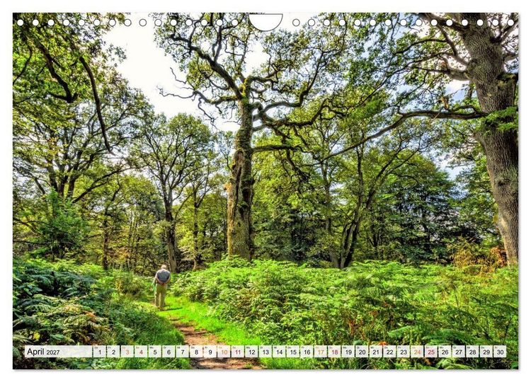Produktbild: Naturpark Reinhardswald - Wo die Sababurg auf die Weser trifft (Wandkalender 2027 DIN A4 quer), CALVENDO Monatskalender