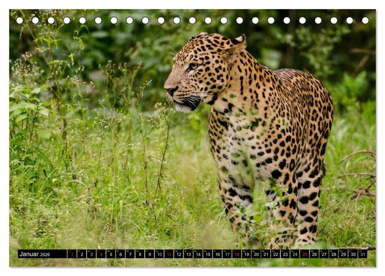 Produktbild: Die Lautlosen. Geparden und Leoparden (Tischkalender 2026 DIN A5 quer), CALVENDO Monatskalender