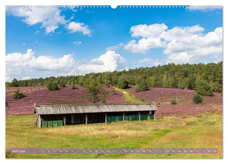 Produktbild: Im Bl&uuml;tenrausch der L&uuml;neburger Heide (Wandkalender 2026 DIN A2 quer), CALVENDO Monatskalender