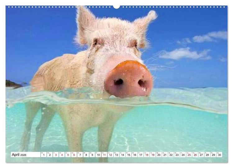 Produktbild: Schweine im Dauerurlaub auf den Bahamas! (hochwertiger Premium Wandkalender 2026 DIN A2 quer), Kunstdruck in Hochglanz