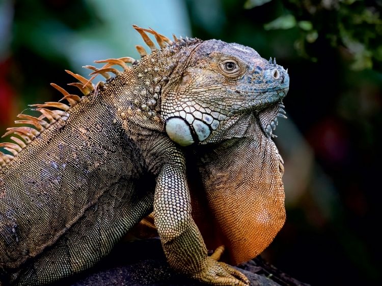 Produktbild: Gr&uuml;ner Leguan (Iguana iguana) (Puzzle)