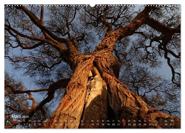 Produktbild: Afrikanische B&auml;ume (hochwertiger Premium Wandkalender 2026 DIN A2 quer), Kunstdruck in Hochglanz