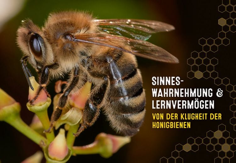 Produktbild: Auch Bienen haben Schwei&szlig;f&uuml;&szlig;e