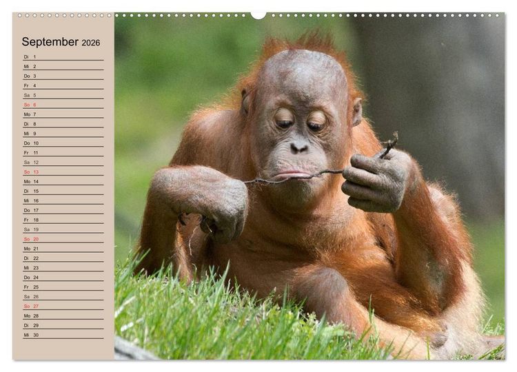 Produktbild: Orang-Utans (Wandkalender 2026 DIN A2 quer), CALVENDO Monatskalender