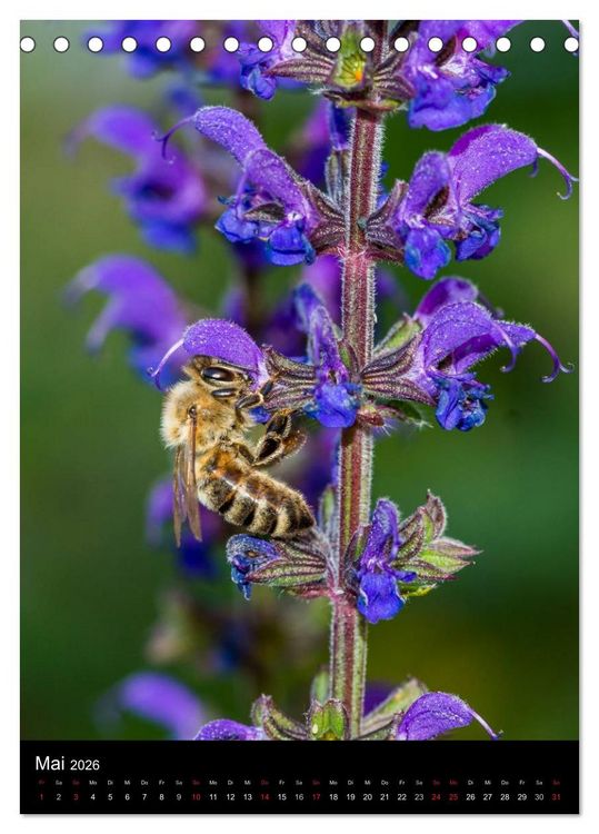 Produktbild: Bienen und Hummeln (Tischkalender 2026 DIN A5 hoch), CALVENDO Monatskalender