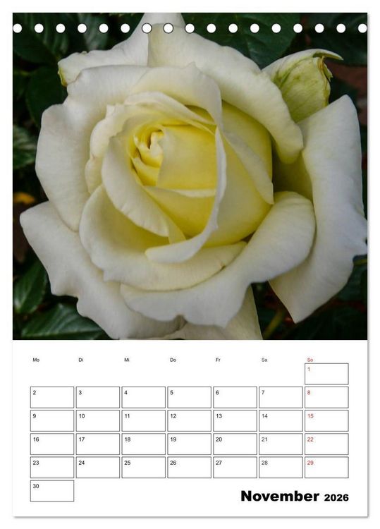 Produktbild: Zauberhafte Rosen (Tischkalender 2026 DIN A5 hoch), CALVENDO Monatskalender