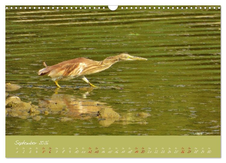 Produktbild: Wilde Toskana - von Ren&eacute; Schaack (Wandkalender 2026 DIN A3 quer), CALVENDO Monatskalender