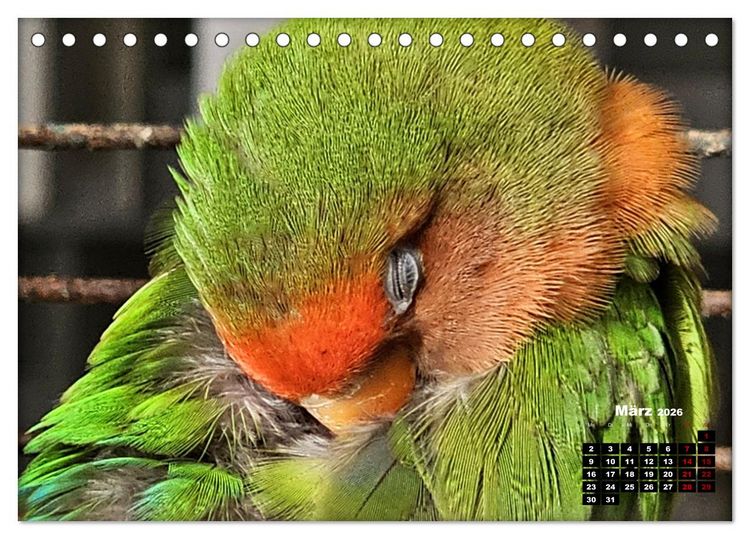 Produktbild: Die Unzertrennlichen (Tischkalender 2026 DIN A5 quer), CALVENDO Monatskalender