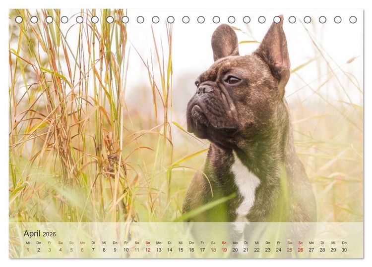 Produktbild: Hunde 2026 - Treue Begleiter (Tischkalender 2026 DIN A5 quer), CALVENDO Monatskalender