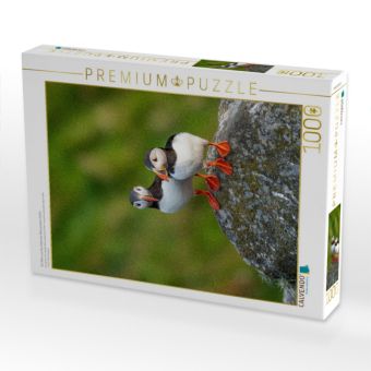 Produktbild: CALVENDO Puzzle Ein Motiv aus dem Kalender Naturerlebnis Puffin | 1000 Teile Lege-Gr&ouml;&szlig;e 64x48cm Foto-Puzzle f&uuml;r gl&uuml;ckliche Stunden