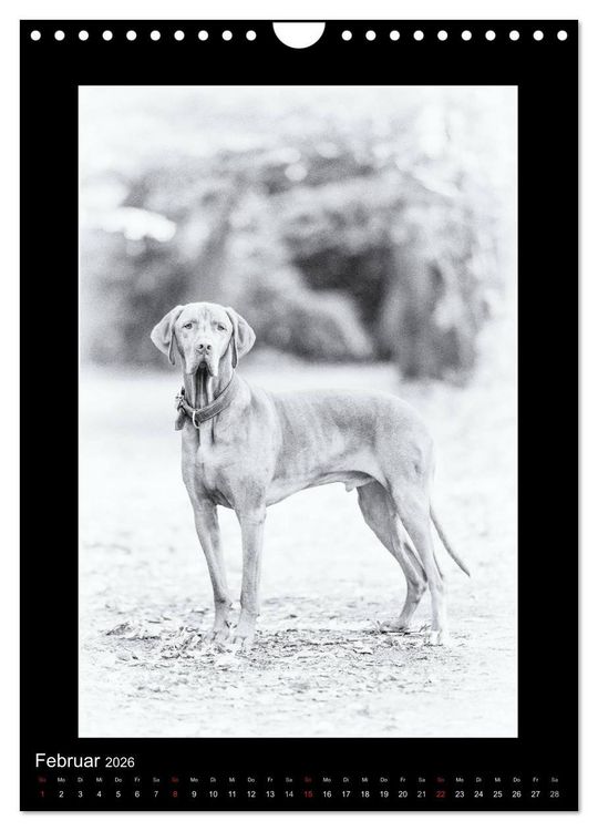 Produktbild: Vizsla-Liebe (Wandkalender 2026 DIN A4 hoch), CALVENDO Monatskalender