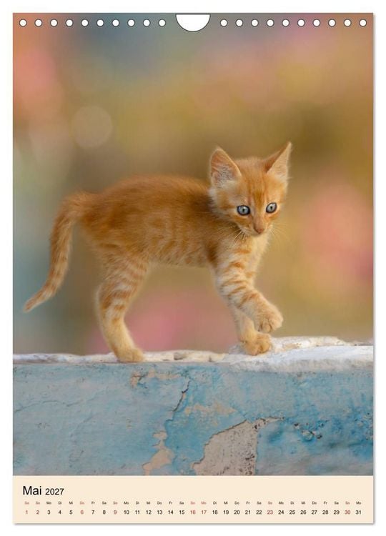 Produktbild: Katzen von Rhodos (Wandkalender 2027 DIN A4 hoch), CALVENDO Monatskalender