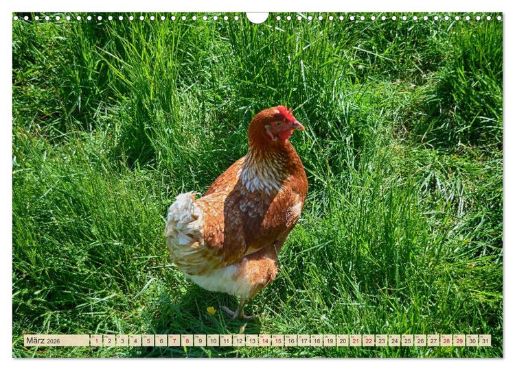 Produktbild: Charmante H&uuml;hner (Wandkalender 2026 DIN A3 quer), CALVENDO Monatskalender