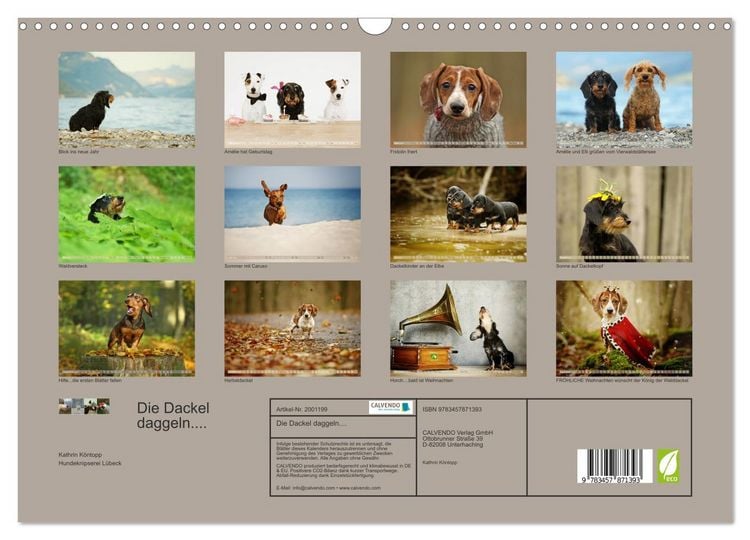 Produktbild: Die Dackel daggeln.... (Wandkalender 2026 DIN A3 quer), CALVENDO Monatskalender