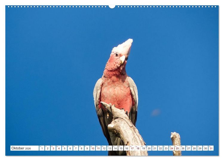 Produktbild: Australiens V&ouml;gel (hochwertiger Premium Wandkalender 2026 DIN A2 quer), Kunstdruck in Hochglanz