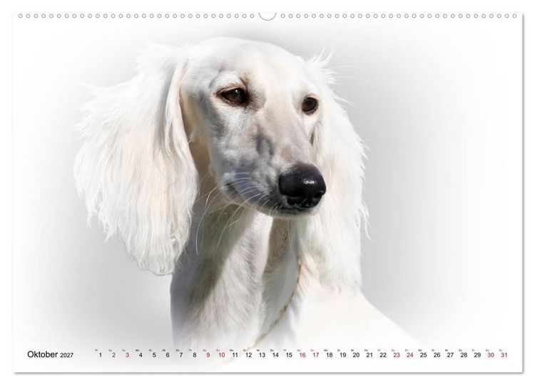 Produktbild: Windhund Portrait 2027 White Edition (Wandkalender 2027 DIN A2 quer), CALVENDO Monatskalender