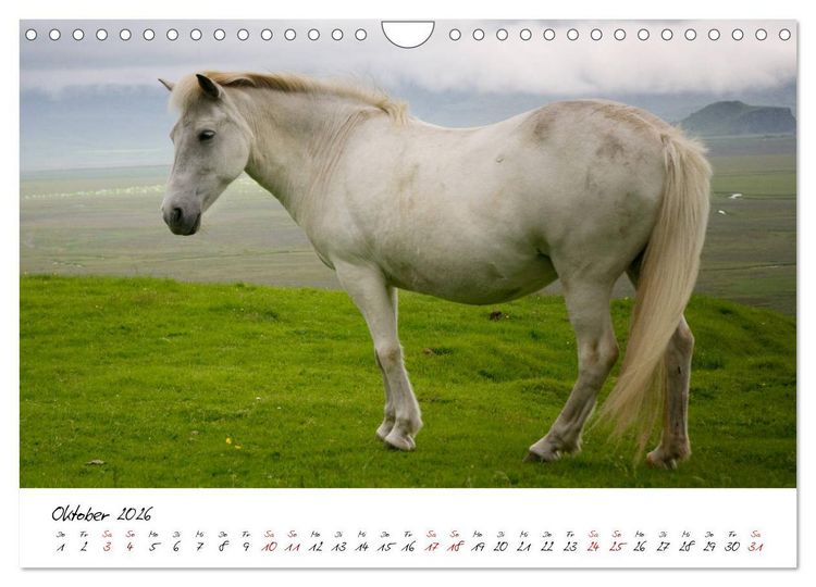 Produktbild: Islandpferde take it Isi (Wandkalender 2026 DIN A4 quer), CALVENDO Monatskalender