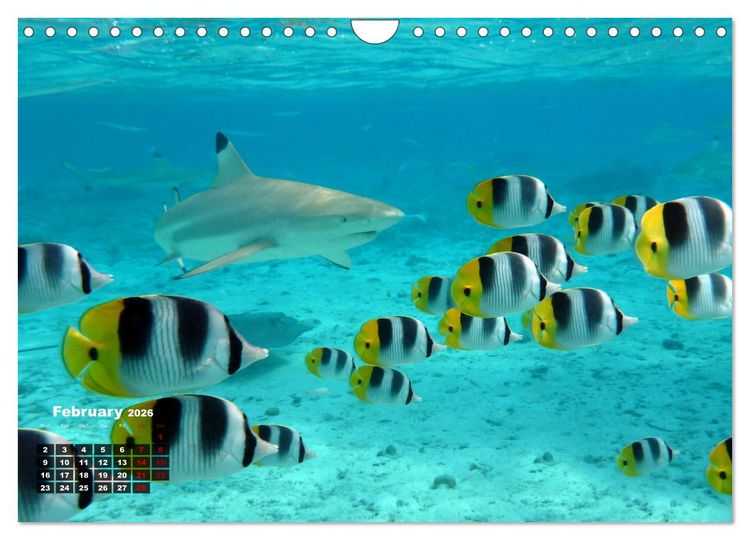 Produktbild: Bora Bora (Wall Calendar 2026 DIN A4 landscape), CALVENDO 12 Month Wall Calendar